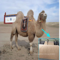 Fabricantes personalizaram o chumaço de pêlo de camelo para o acolchoamento do colchão